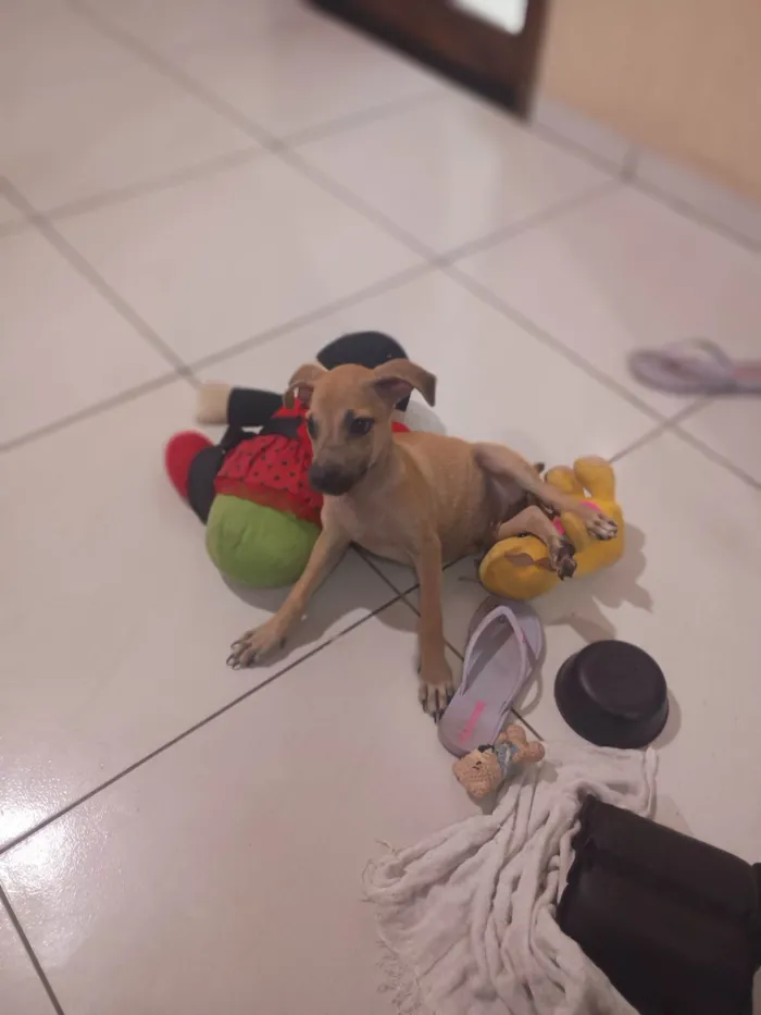 Cachorro ra a SRD-ViraLata idade 2 a 6 meses nome Petto