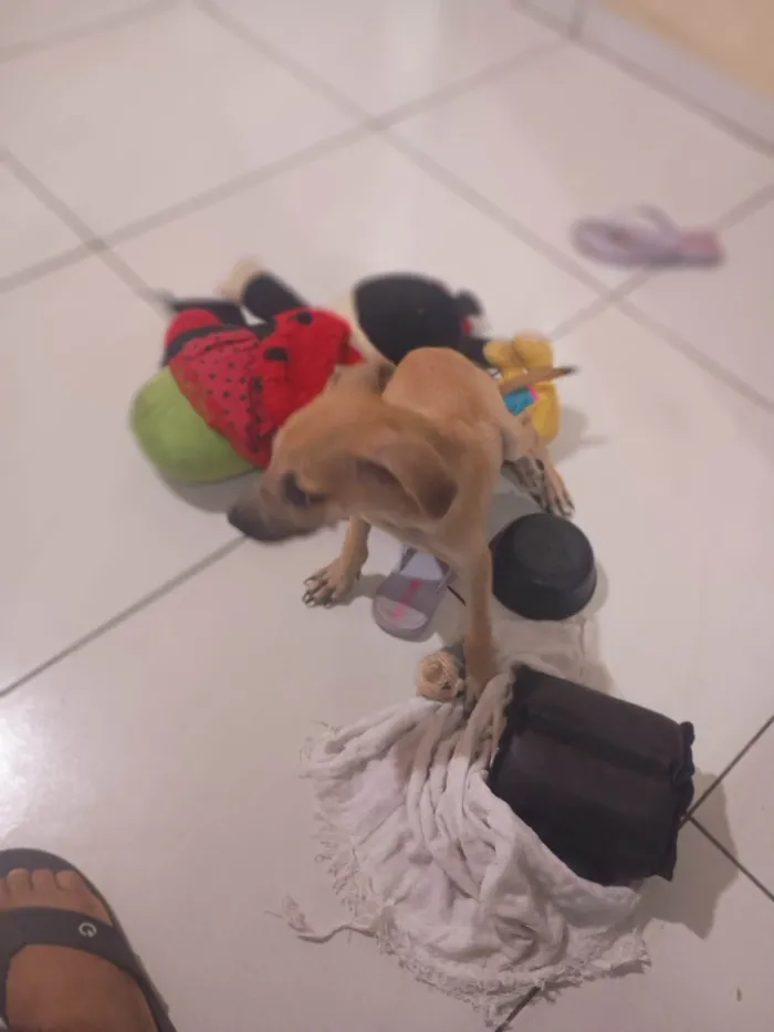 Cachorro ra a SRD-ViraLata idade 2 a 6 meses nome Petto