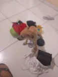 Petto