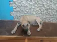 Petto