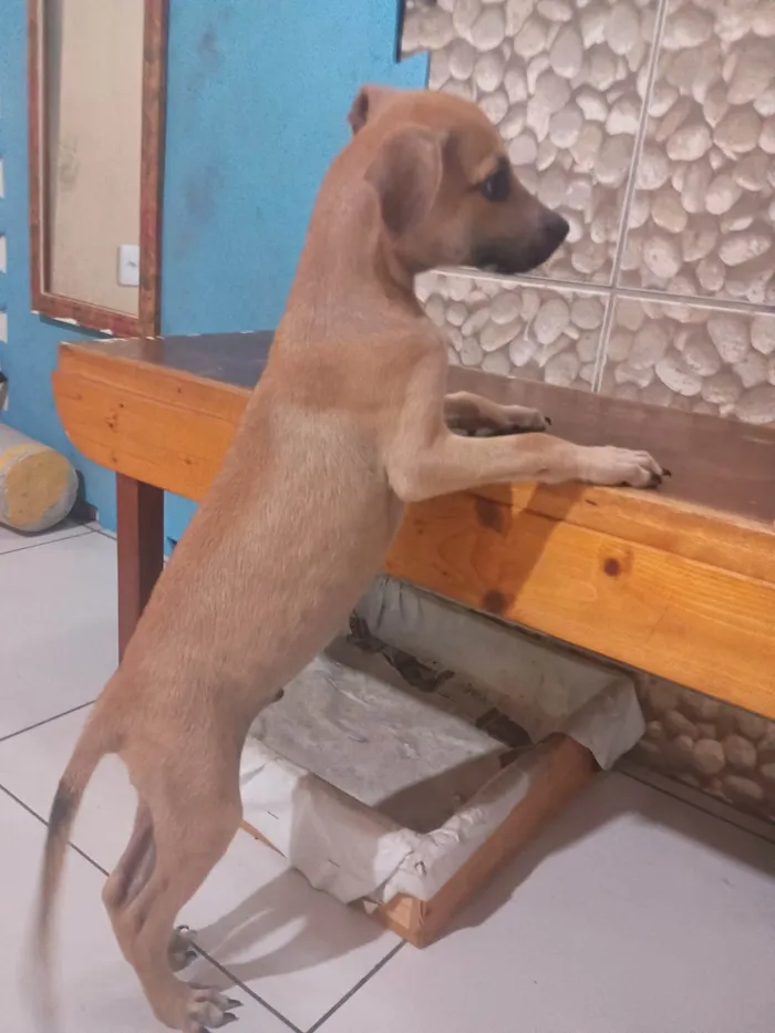 Cachorro ra a SRD-ViraLata idade 2 a 6 meses nome Petto