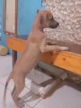 Petto