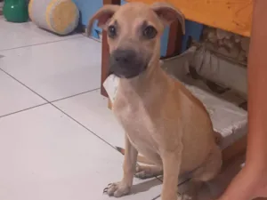 Cachorro raça SRD-ViraLata idade 2 a 6 meses nome Petto