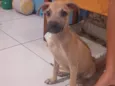 Petto