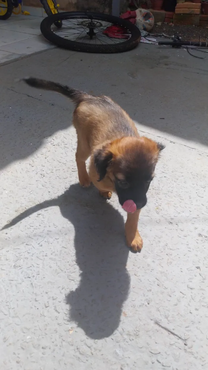 Cachorro ra a SRD-ViraLata idade 2 a 6 meses nome Thor