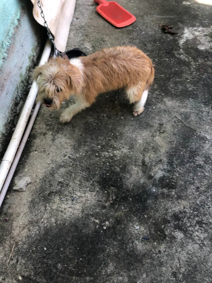 Cachorro ra a Shitzu idade 7 a 11 meses nome Marley 