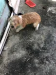 Marley