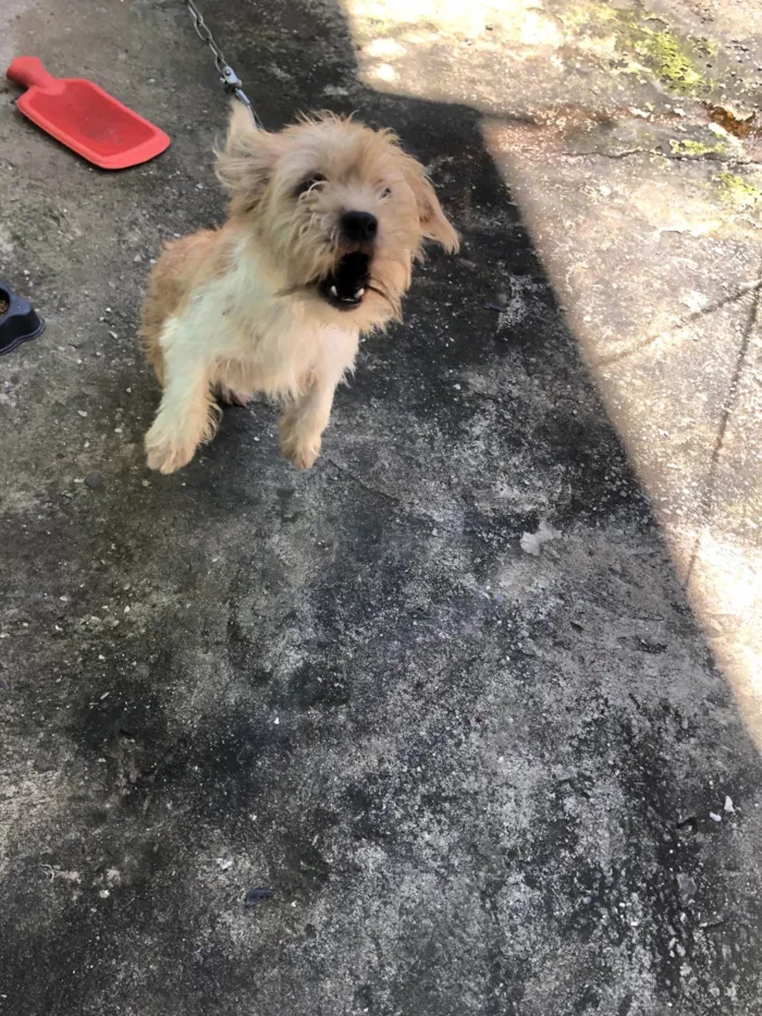 Cachorro ra a Shitzu idade 7 a 11 meses nome Marley 
