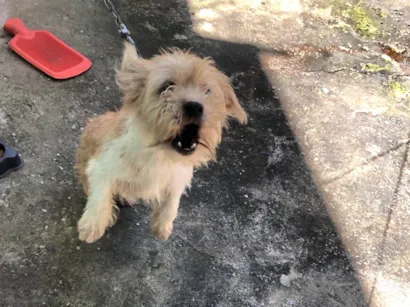 Cachorro raça Shitzu idade 7 a 11 meses nome Marley 