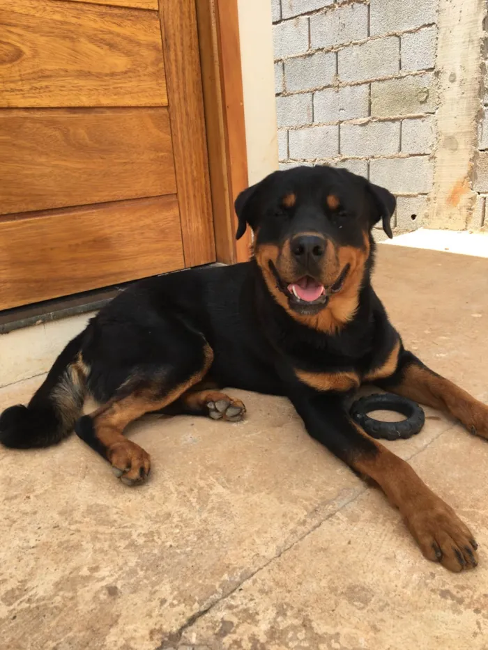 Cachorro ra a Rottweiler idade 4 anos nome Braddock