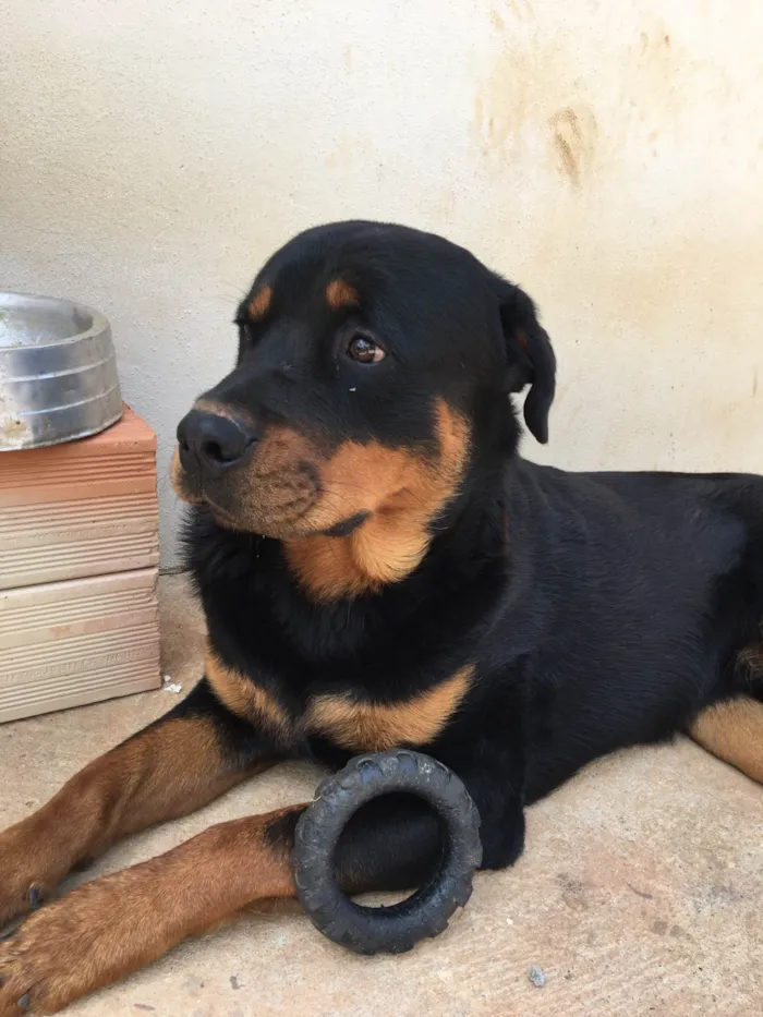 Cachorro ra a Rottweiler idade 4 anos nome Braddock