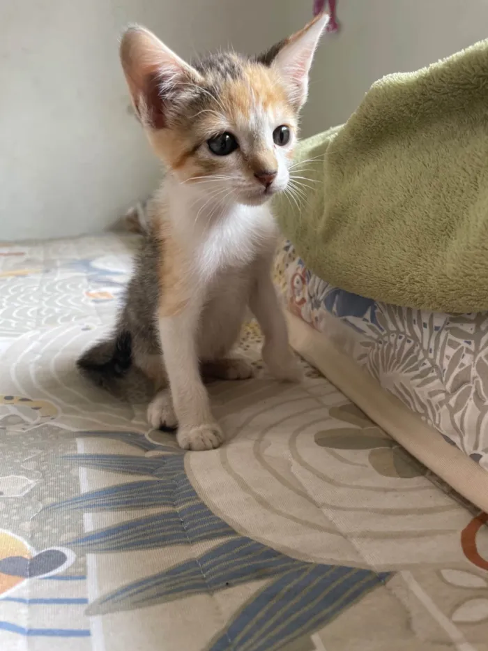 Gato ra a SRD-ViraLata idade 2 a 6 meses nome Sem nome