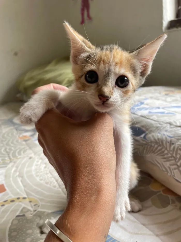 Gato ra a SRD-ViraLata idade 2 a 6 meses nome Sem nome