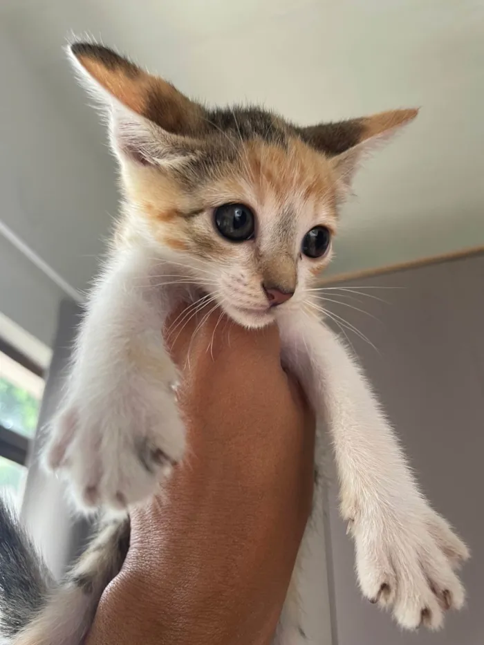 Gato ra a SRD-ViraLata idade 2 a 6 meses nome Sem nome