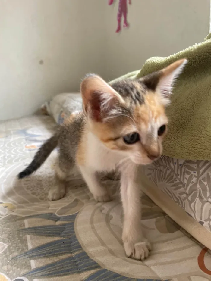 Gato ra a SRD-ViraLata idade 2 a 6 meses nome Sem nome