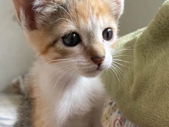 Gato ra a SRD-ViraLata idade 2 a 6 meses nome Sem nome