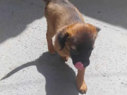 Cachorro raça SRD-ViraLata idade 2 a 6 meses nome Thor
