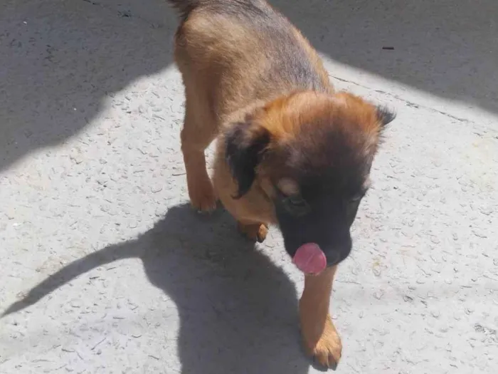 Cachorro ra a SRD-ViraLata idade 2 a 6 meses nome Thor