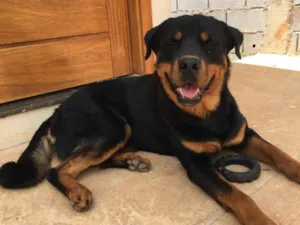 Cachorro raça Rottweiler idade 4 anos nome Braddock
