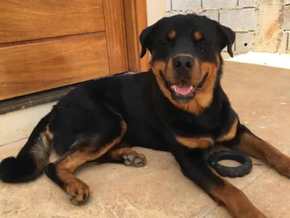 Cachorro raça Rottweiler idade 4 anos nome Braddock