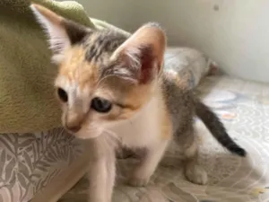 Gato raça SRD-ViraLata idade 2 a 6 meses nome Sem nome