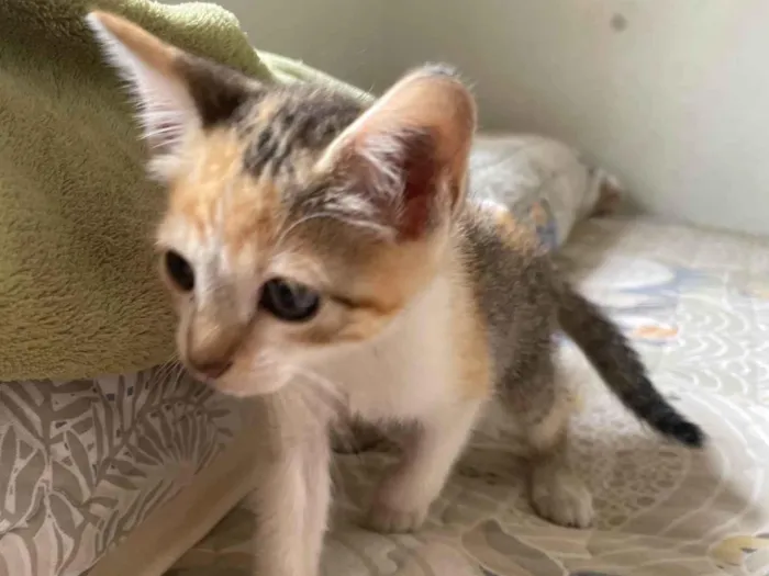 Gato ra a SRD-ViraLata idade 2 a 6 meses nome Sem nome