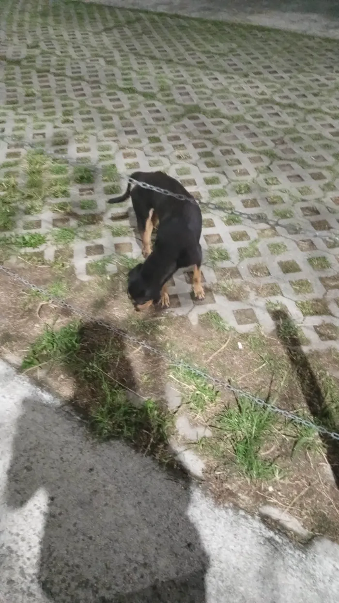 Cachorro ra a SRD-ViraLata idade 1 ano nome Não tem nome