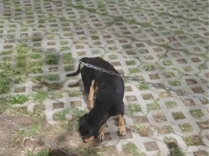 Cachorro ra a SRD-ViraLata idade 1 ano nome Não tem nome