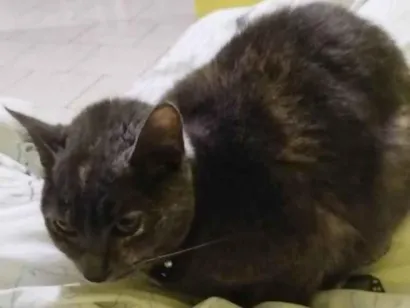Gato raça SRD-ViraLata idade 1 ano nome Doação da Kiki 