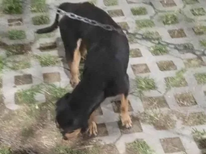 Cachorro raça SRD-ViraLata idade 1 ano nome Não tem nome