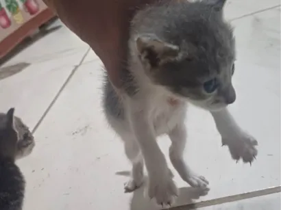 Gato raça SRD-ViraLata idade Abaixo de 2 meses nome filhotes