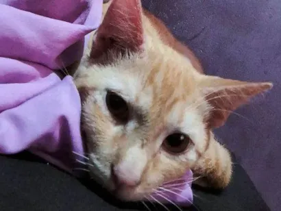 Gato raça SRD-ViraLata idade 7 a 11 meses nome Gatos Urgente
