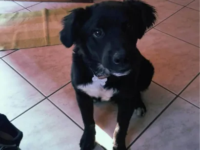 Cachorro raça SRD-ViraLata idade 7 a 11 meses nome Border Collie