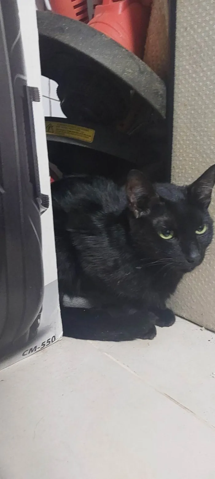 Gato ra a SRD-ViraLata idade 7 a 11 meses nome Não sei