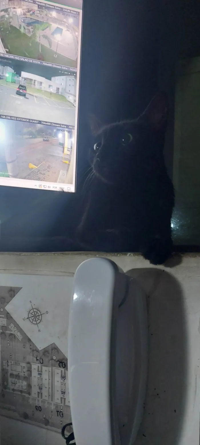 Gato ra a SRD-ViraLata idade 7 a 11 meses nome Não sei