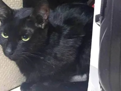 Gato raça SRD-ViraLata idade 7 a 11 meses nome Não sei