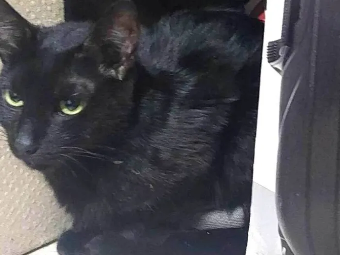 Gato ra a SRD-ViraLata idade 7 a 11 meses nome Não sei