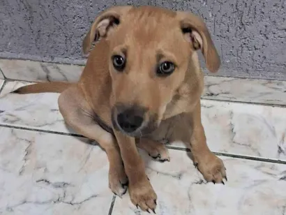 Cachorro raça SRD-ViraLata idade Abaixo de 2 meses nome Filhote Urgente