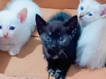 Gato raça SRD-ViraLata idade Abaixo de 2 meses nome Filhotes Urgente