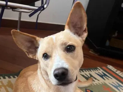 Cachorro raça SRD-ViraLata idade 1 ano nome Procuro tutor de cachorro encontrado em SP