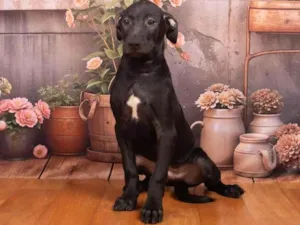 Cachorro raça SRD-ViraLata idade 2 a 6 meses nome Bento 