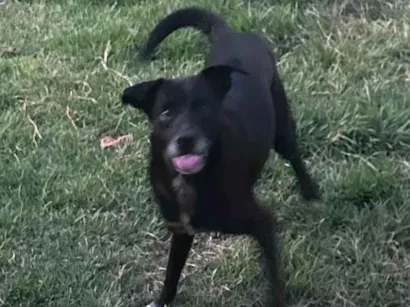 Cachorro raça SRD-ViraLata idade 7 a 11 meses nome Adoção Urgente