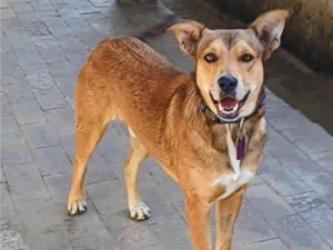 Cachorro raça SRD-ViraLata idade 4 anos nome Marley 