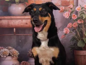 Cachorro raça SRD-ViraLata idade 2 anos nome Kyara 