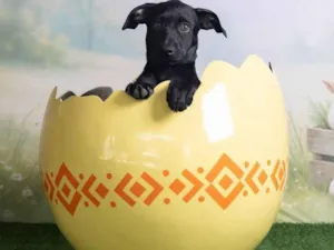 Cachorro raça SRD-ViraLata idade 2 a 6 meses nome Christian 