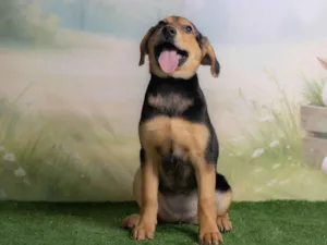 Cachorro raça SRD-ViraLata idade 2 a 6 meses nome Victoria 