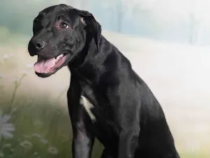 Cachorro raça SRD-ViraLata idade 2 a 6 meses nome Bento 