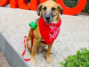 Cachorro raça SRD-ViraLata idade 1 ano nome Melo 