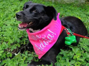 Cachorro raça SRD-ViraLata idade 4 anos nome Tully 