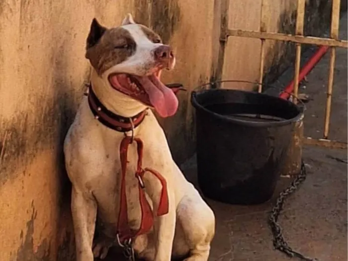 Cachorro ra a Pit-Bull idade 2 anos nome Majin boo